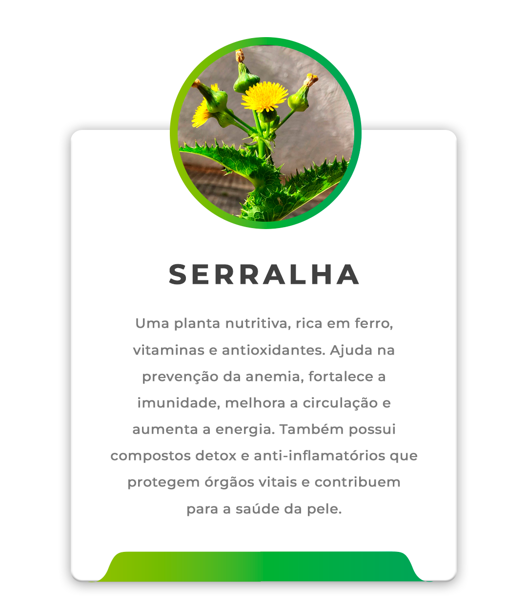 Ingredientes-SlimcháSerralha